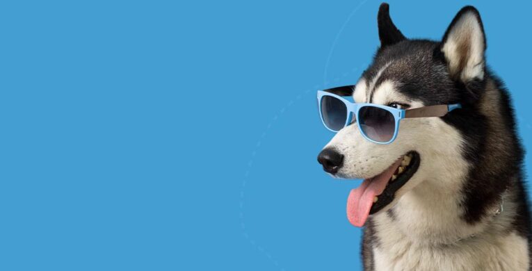 Perro